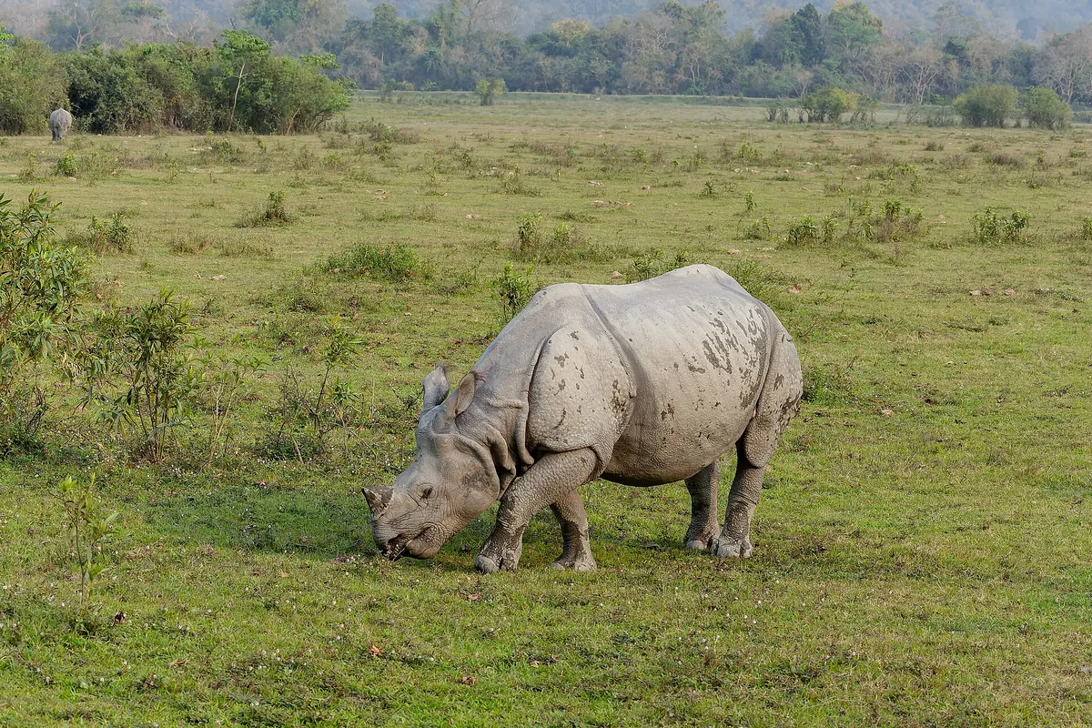 আসাম